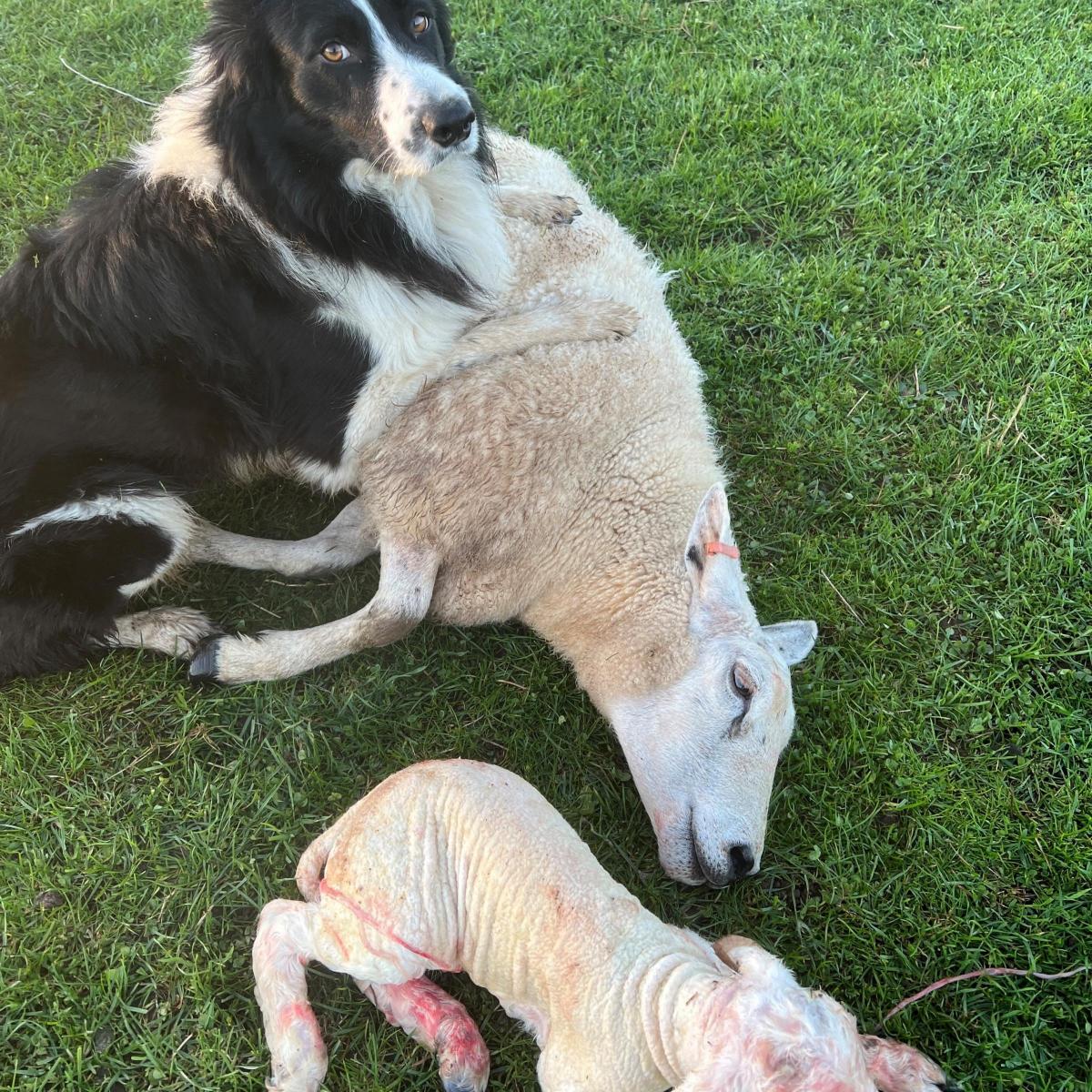 Jessie Bisset - Don’t worry mum! I’ve got her!” Sweep keeping a hood of the ewe while I go get the quad