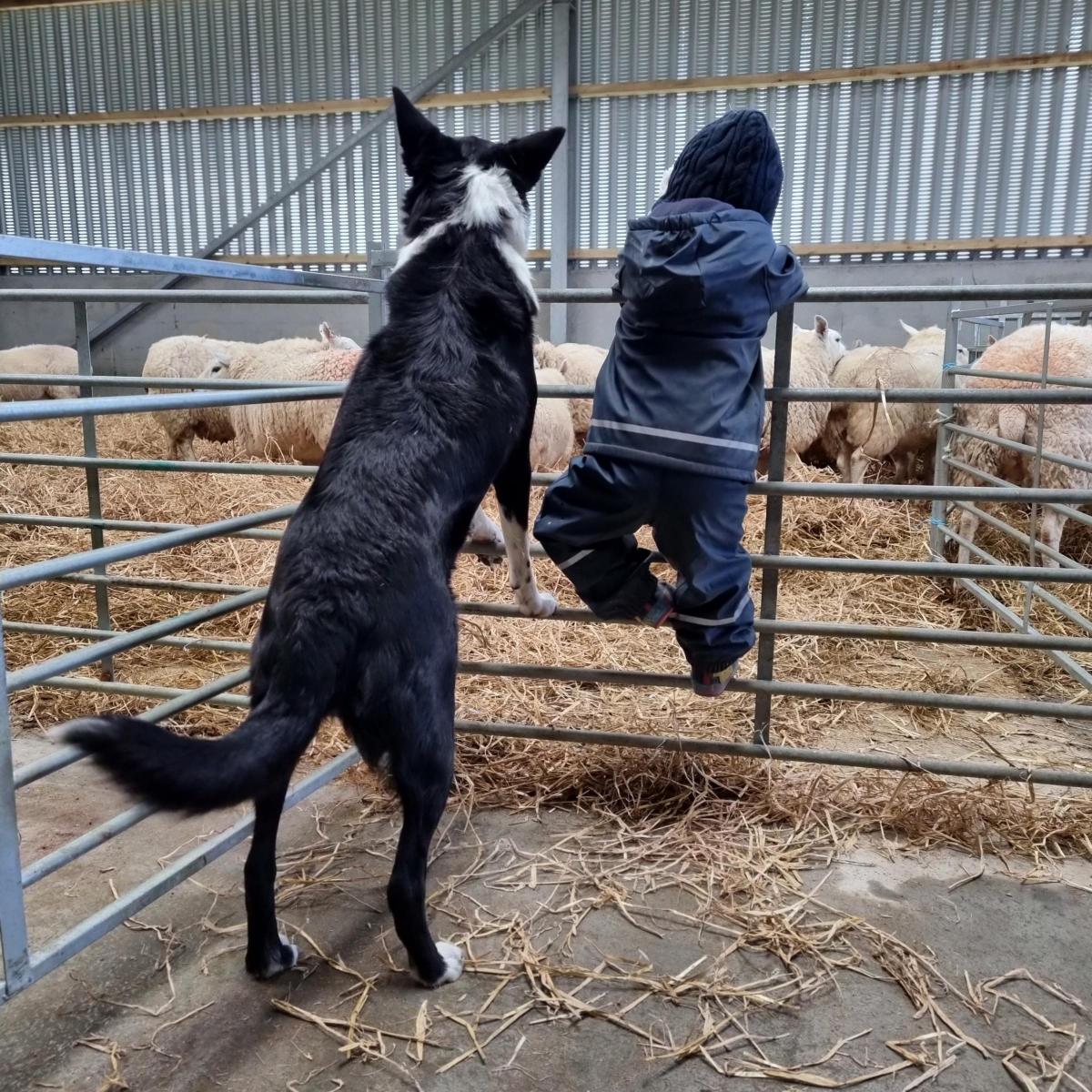 Katrina MacKenzie - A boy and his dog! 2 year old Daniel checking over the lambing shed with Mac by his side. Teaching him young so he can help mum and dad soon!