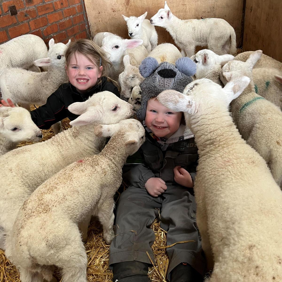 Lucy Whiteford (Hilltarvit Mains, Cupar) - Pictured are sister and brother, Jessica Whiteford (7) and Peter Whiteford (3) looking after the pet lambs, who love a cuddle