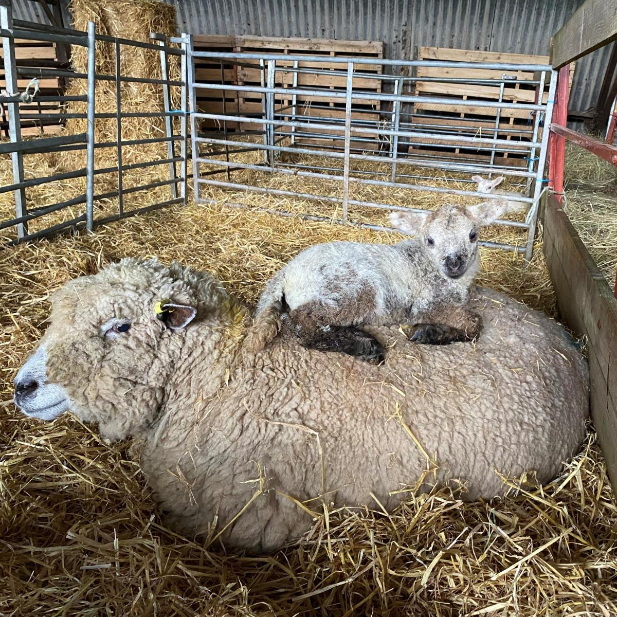 Mandy Rimmer (Braco) - My Ryeland and one of her lambs who finds her Mum irresistibly comfy
