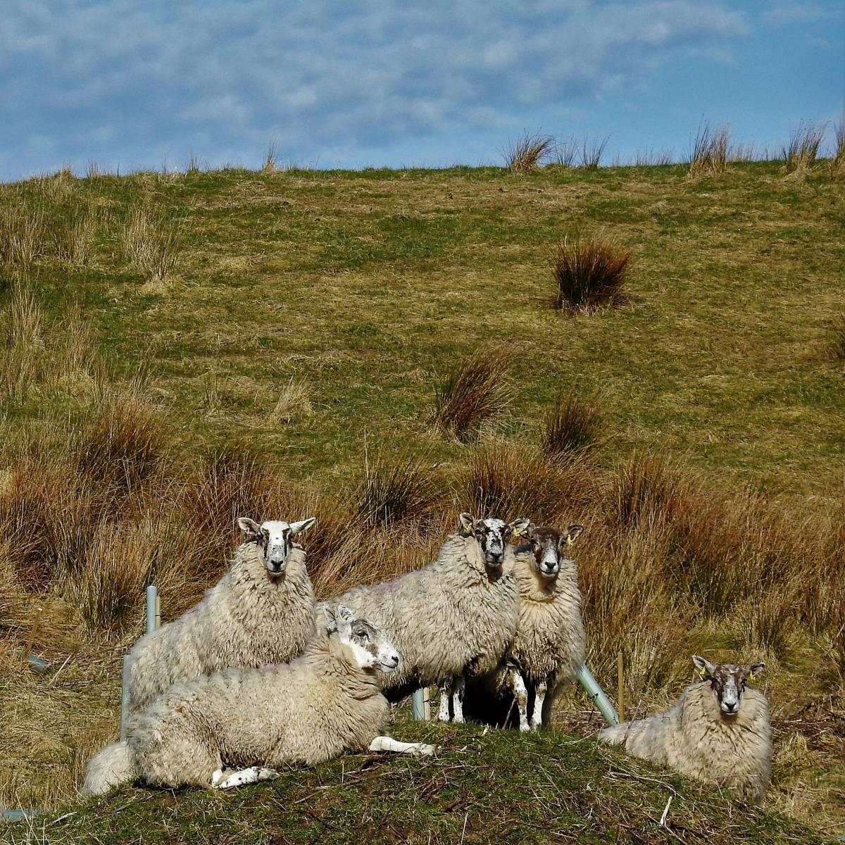 Morag Gordon - Happy Sheep in Ayrshire