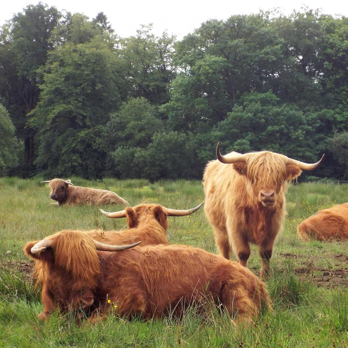 Morag Gordon - Highland Cattle on the Boswell Estate in Ayrshire