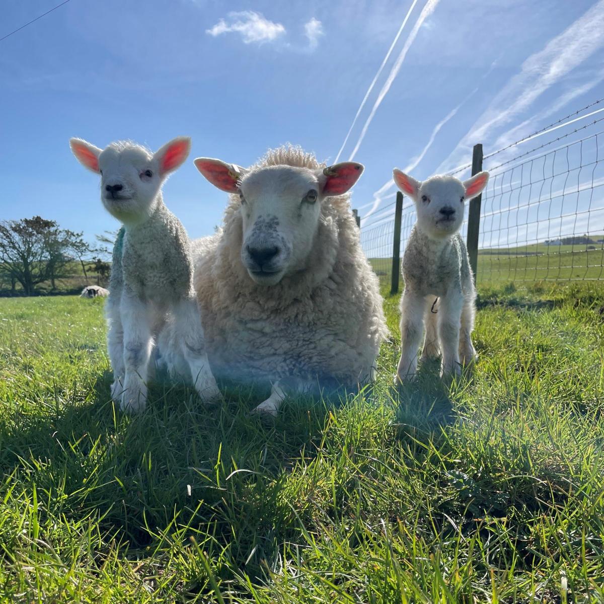 Rachel Hamilton - Day old lambs enjoying the sunshine