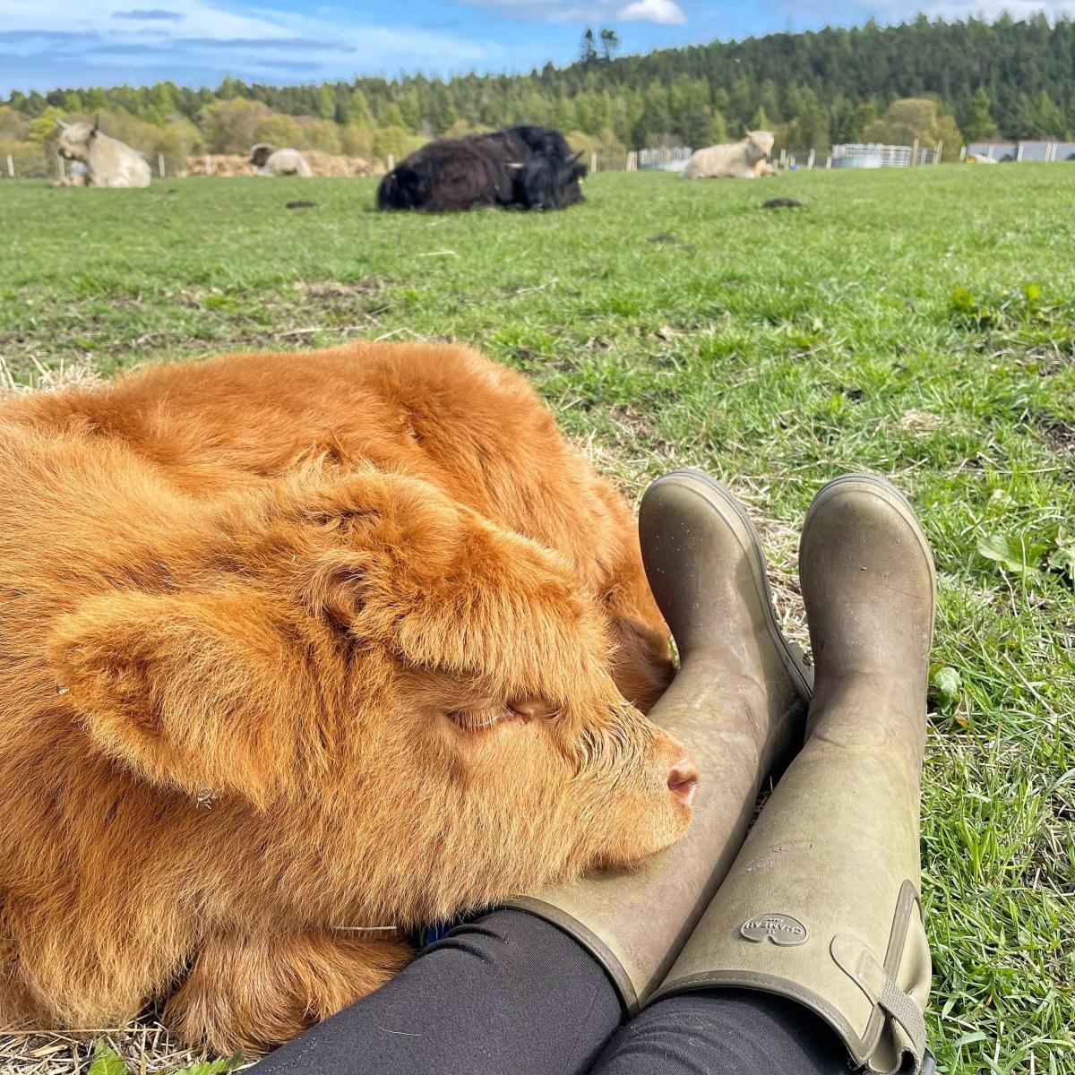 Rachel Thomson - Our highlander calf Nala having a nap