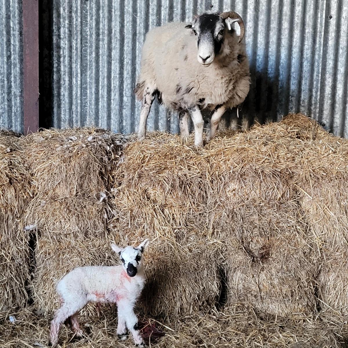 Shona Duncan - Ex Inveruglas BF ewe still preferring the high ground! Only in after requiring assistance lambing. The kerryhill ewe lamb was born backwards