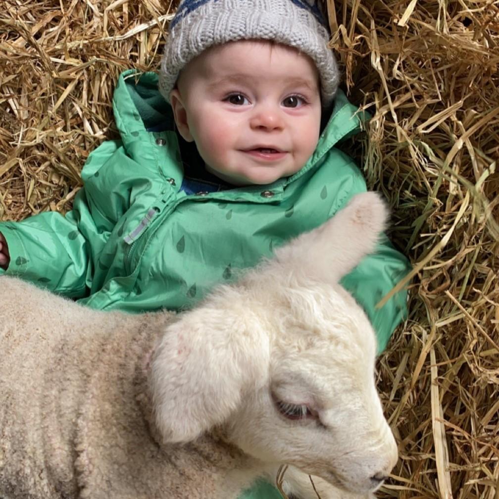 Teresa Craigie - Here is jordy (11 months) “helping” with the lambing in Harray, Orkney