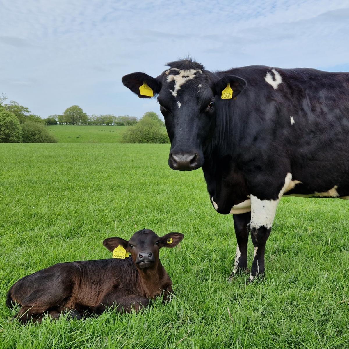 Emma Dempster (Greenfield Farm, Strathaven) - First calves to be born on the farm in 30 years (Pic taken in 2023)
