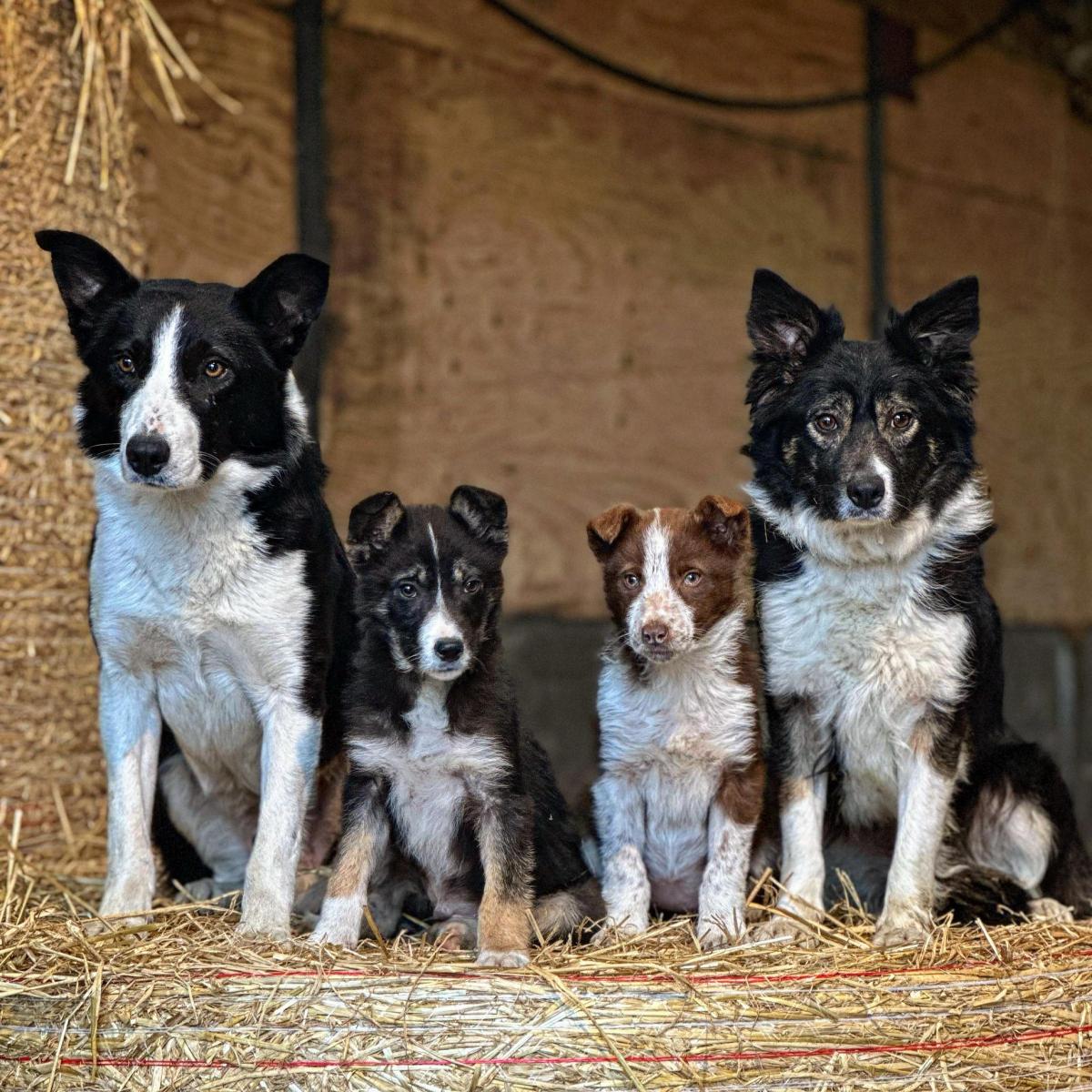 Lynn Ronaldson - Bob, Viking Ness & Ruby and Shadwell Fen watching over the lambing shed in Shetland