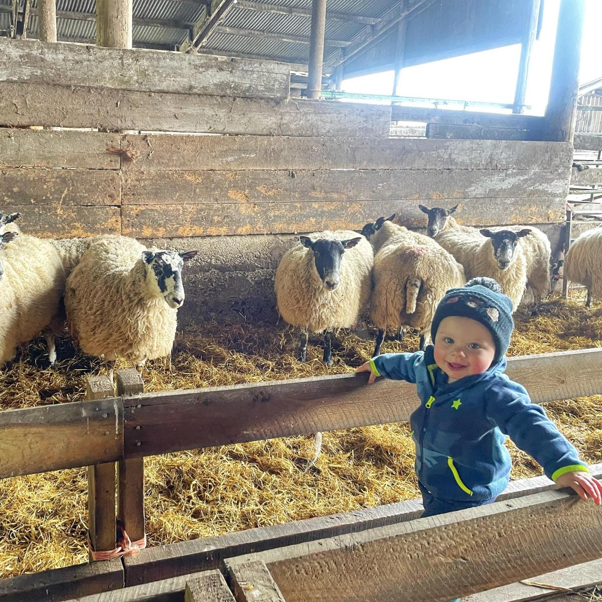 Eilidh Duncan - Ruairidh checking Grandpa’s sheep aren’t lambing