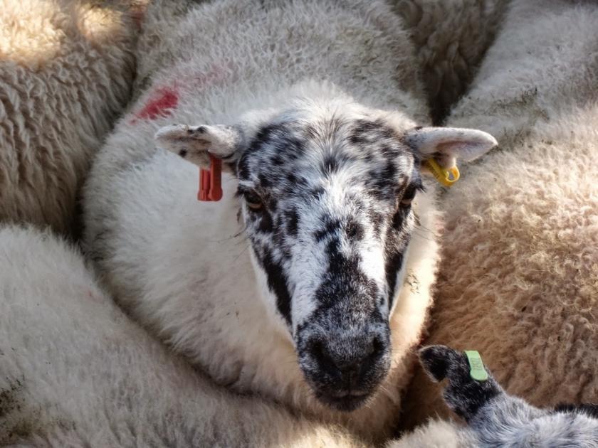 70 sheep stolen from crime hotspot in Wales sparks awareness 
