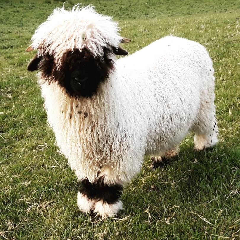 Stephanie Pritchard (Co.Down Northern Ireland) - My Valvais Blacknose ram lamb 'Kenneth'having a 'good hair day' those lovely wee curls
