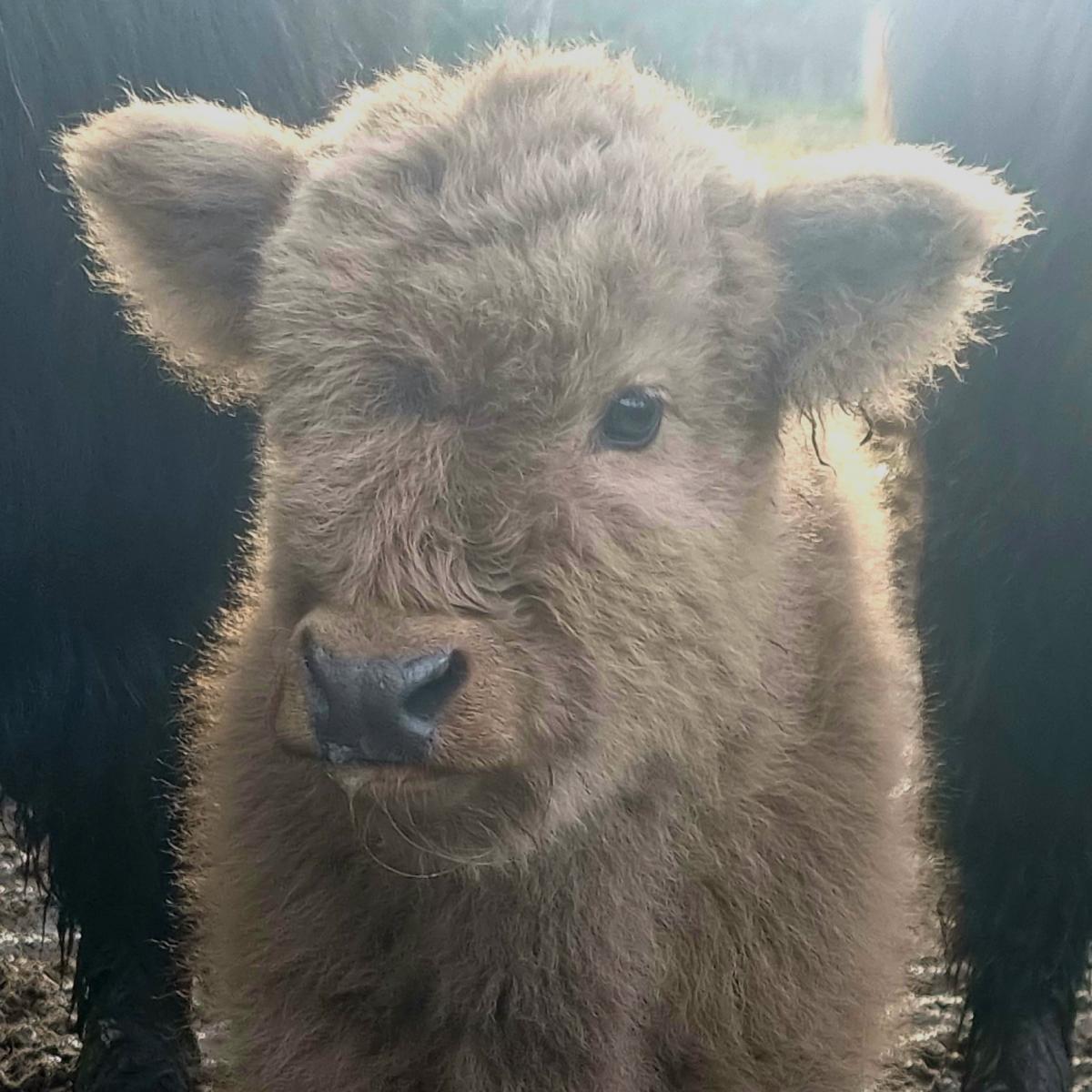 Lisa Brown - Teddy...The Highland Cow Calf in the mud