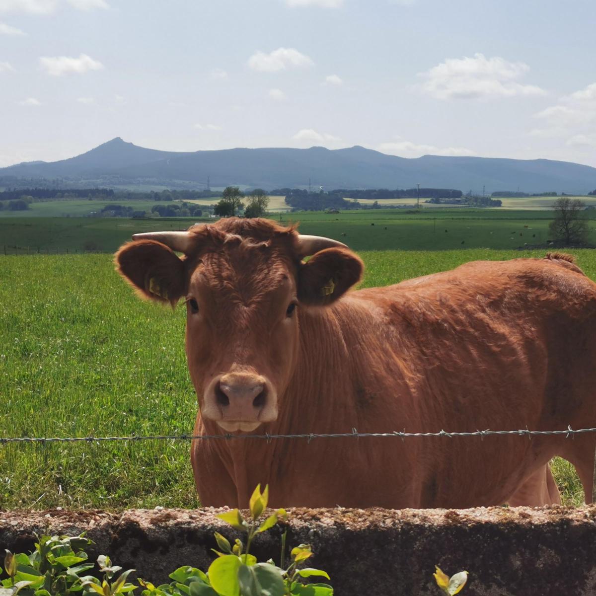 Vivian Singer - Photo taken at my parents farm in Aberdeenshire. 'Scruff' the very friendly bullock looking for a treat. Beautiful Bennachie in the background.