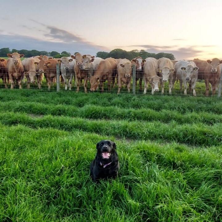 Joan Stirling - Zander Stirling (8) of his dog Sophie and Granda's cattle in the background from Greenfield Farm, Cuminestown, Turriff, Aberdeenshire