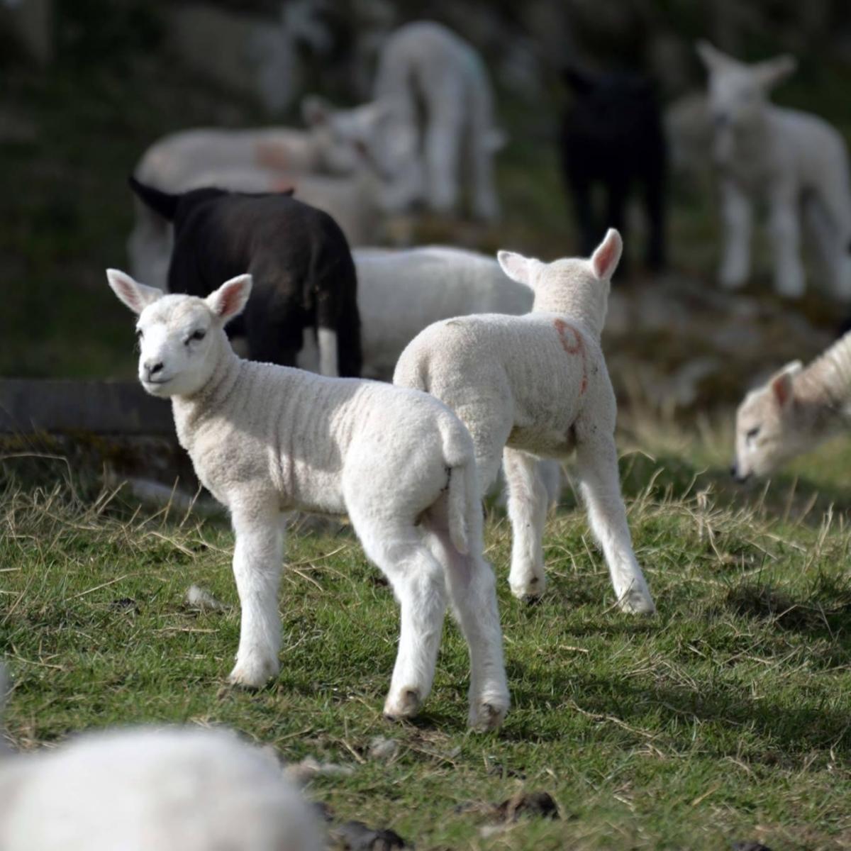 Alyson Corkish - Future hope. Lleynx lambs, Little Tahall