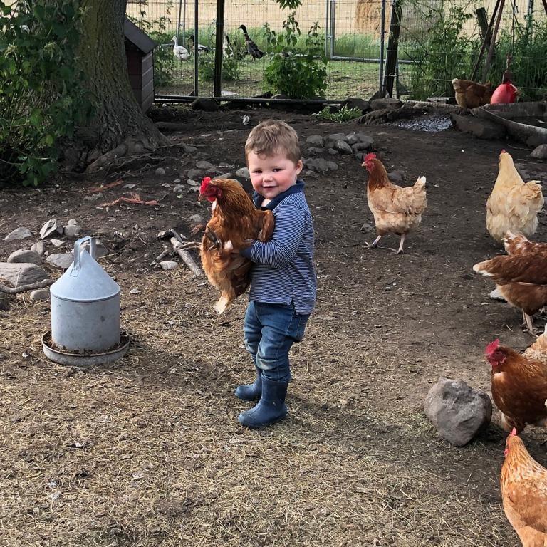 Lisa McWilliam - Jamie Walls aged 2 With the hens.