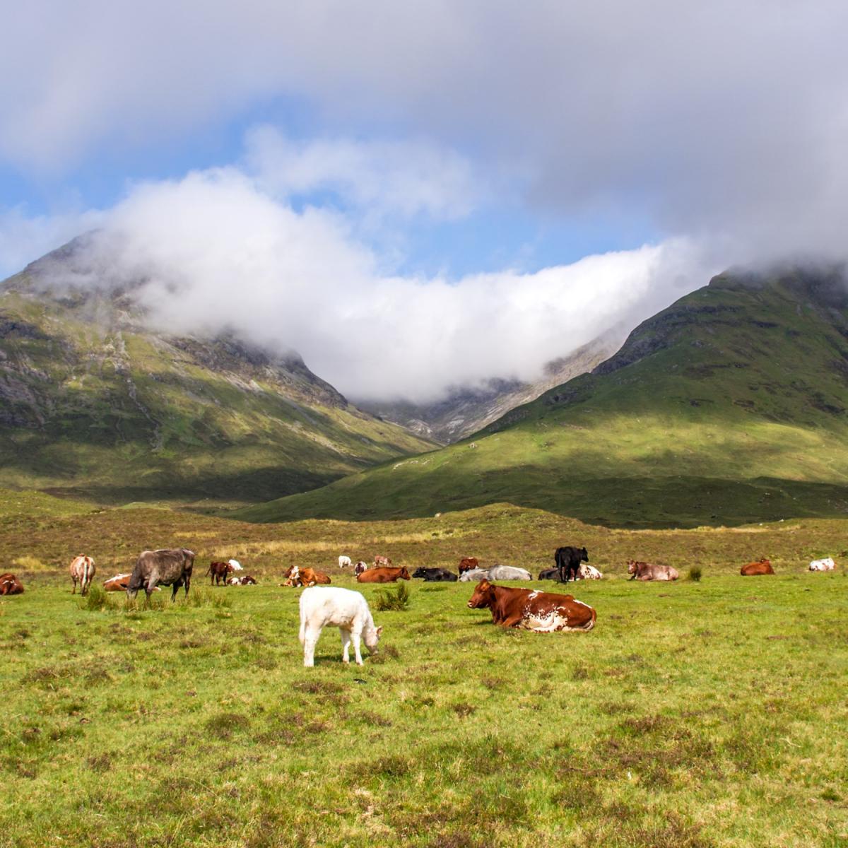 Robert Harrison (Glenartney, Comrie, Perthshire) - A photo I took recently on the Isle of Skye......proper hill cattle