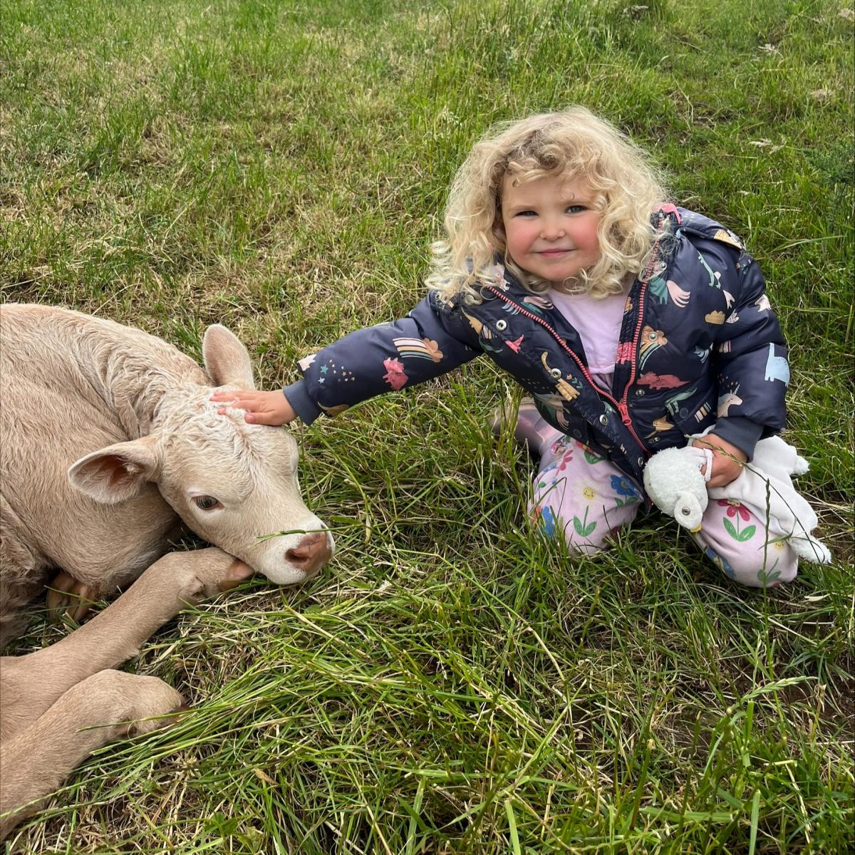 Allan Reid - Freya Reid of Coalhill Farm, Ardrossan out checking the newborn Charolais calf is ok.