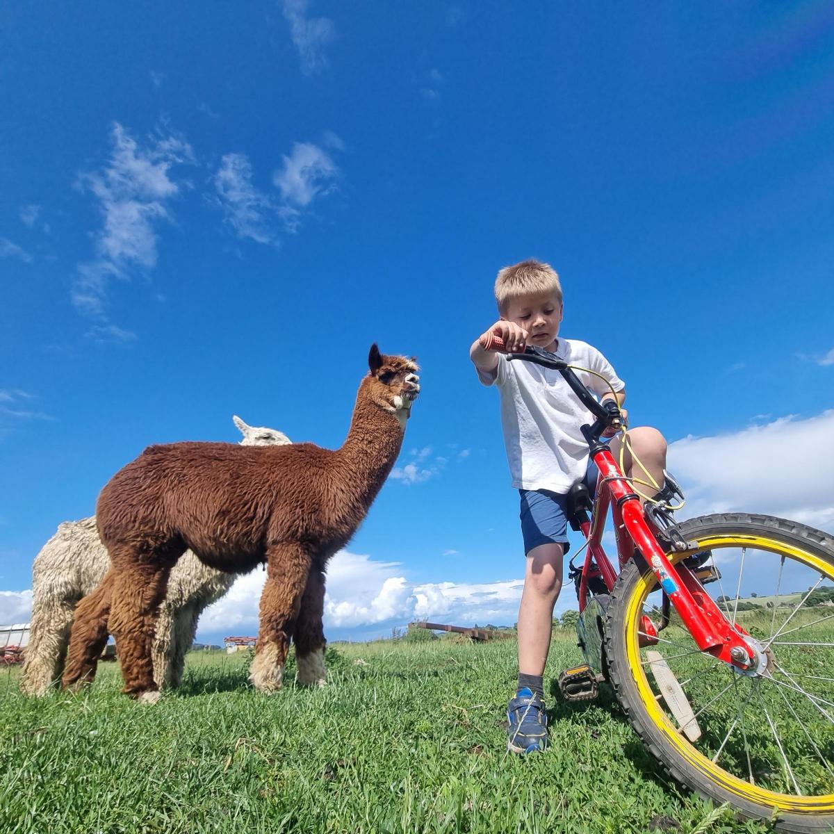 Amy Ross-Henderson - A photo of Joshua cycling with Borris and Bonzo - The Auchmuir Bridge Alpacas
