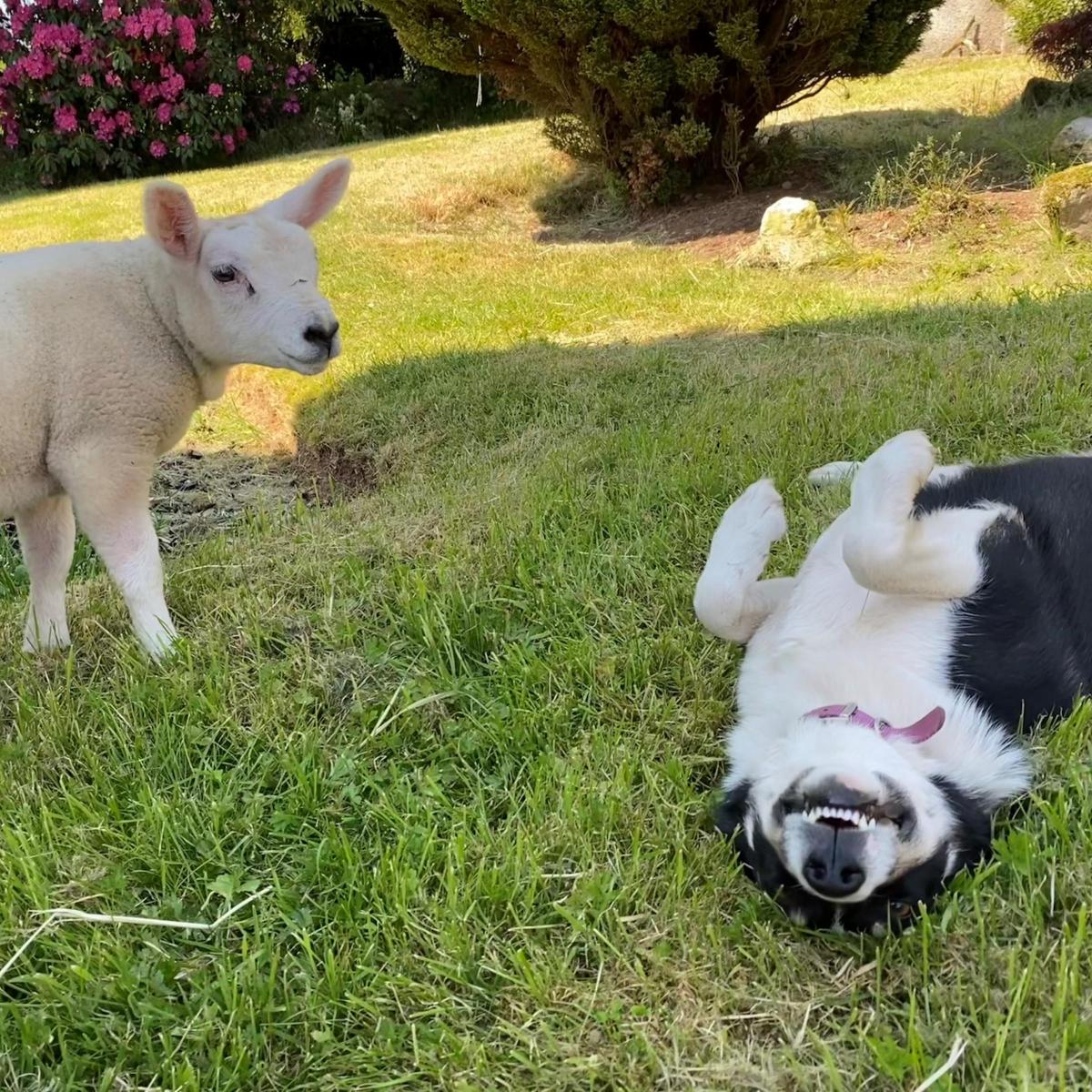 Mandy Rimmer (Braco) - Here’s a pic of my pet lamb and our dog who seems to have given up trying to round him up