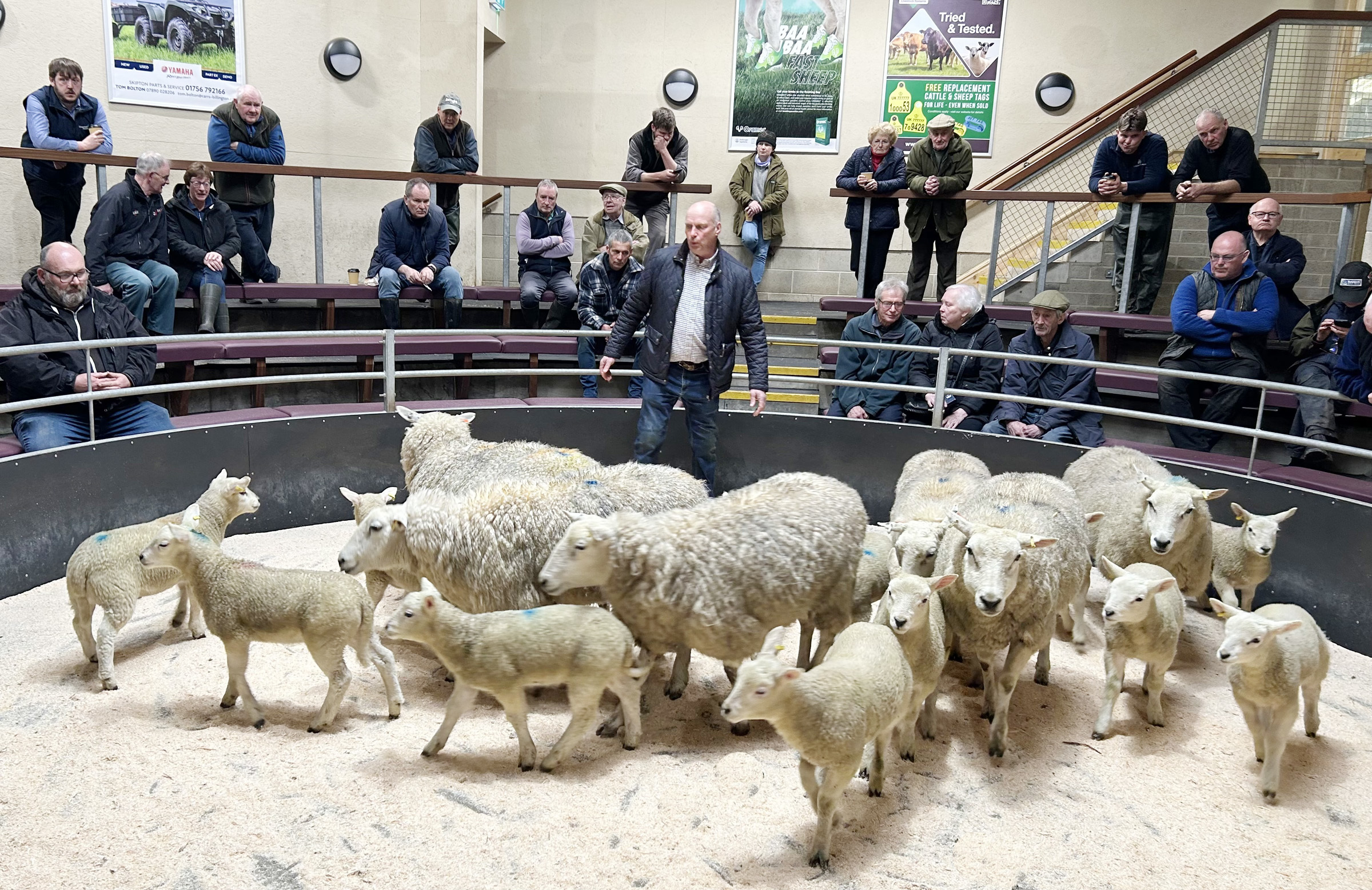 Increased demand for breeding sheep with lambs at foot - Vimarsana News
