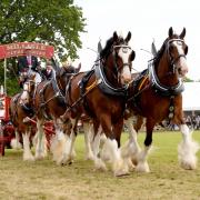 Hugh Ramsay, Millisle Clydesdales took the overall title in the heavy horse turnouts with his team of six Ref: KC230619013
