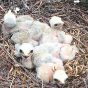 A nest of Hen Harrier chicks driver on a grouse moor in Yorkshire