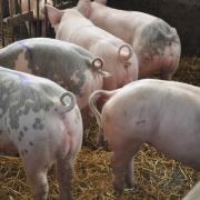 More space a the trough is better for pigs according to a new study