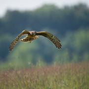 Hen harrier appeal by RSPB has raised suspicions over its timing (Pic: Skeeze/Pixabay)