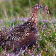 Grouse moors braced for major changes in wake of Werritty review (Dpexel from Pixabay)