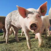 Increased demand for pigmeat is expected in the coming months when pork is a cheaper protein than other meats
