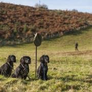 The SGA claim that 13,100 rural jobs could be on the line, if the Scottish Green party seek to end all game management and angling in Scotland (Pic: Jonathan McGee)