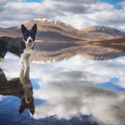 Dog in water, from Farquhar Renwick, of Ullapool