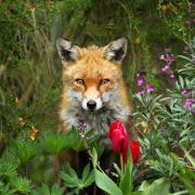 So far this year, there has only been one recorded instance of the disease in mammals after it was confirmed in a red fox found in Perth and Kinross.