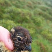 A grouse chick with tick infestation around its eye