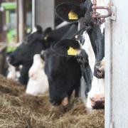 Dairy campaign reaches millions in lockdown (PC: Stephanie McVittie)