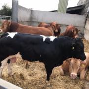 Heavy out of spec' cattle are making more in the live rings south of the Border