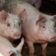 Pig producers in the EU are still at risk of African Swine Fever