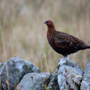 Preventative testing and effective grouse management is essential to ensuring game brids thrive on Scotland's moors