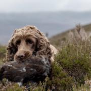 A TRAINED gundog is a valuable asset
