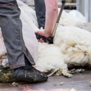 British Wool has thanked UK shearers for stepping up to support the national flock in the absence of overseas shearers
