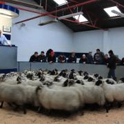 NORTHERN IRISH buyers are regulars at Scottish sheep sales