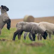 Biosecurity and disease management are 'essential drivers' of economic sheep farming