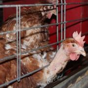 The Scottish Government is consulting on a ban of enriched cages