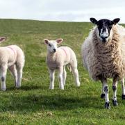 Police appeal after five lambs killed in yet another suspected dog attack