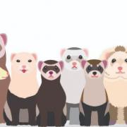 Register your ferret at https://ferretregister.ahw-scot.org/