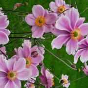 Late summer cheer with Japanese anemones