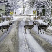 YOUNG FALLOW bucks take their time crossing the road near Meikleour back in February of this year (Pic: Ron Stephen)