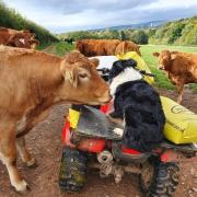CURIOUS CATTLE and Mick the collie