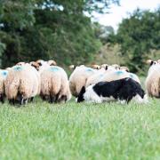 Sheepdog trial results from Stonehouse, Lesmahagow, Arran